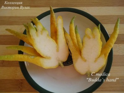 medica Buddas hand1 - 